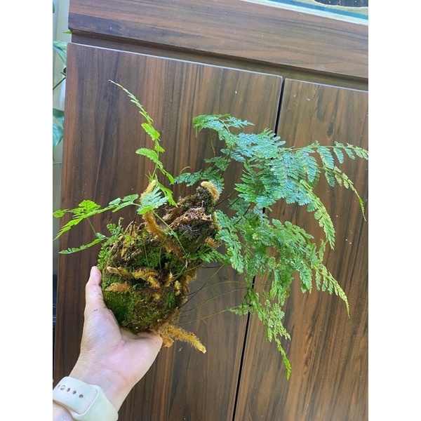 Lũa gỗ bám rêu và lan siêu đẹp set terrarium, bán cạn, hồ cá non bộ