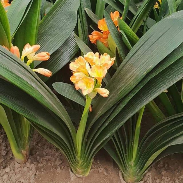 Vật tư nông nghiệp đô thị