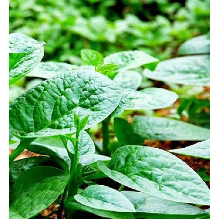Hạt giống rau mồng tơi xanh gói 20gram/gói