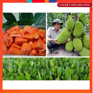 Cây Giống - Cây Mít Ruột Đỏ Sơ Ươm Tại Bến Tre