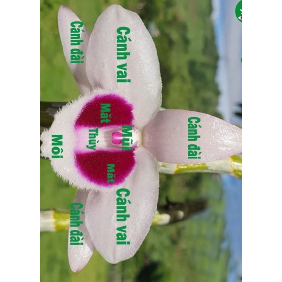 Ki phi điệp, giả hạc mắt đỏ cánh bầu đại Đông Lai - Tân Lạc Hoà bình