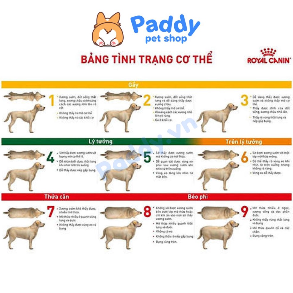 Pate Royal Canin Diabetic Dog Cho Chó Bị Tiểu Đường (Lon 410g)