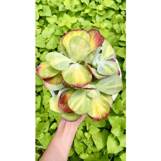 sen đá bươm bướm sz 20cm