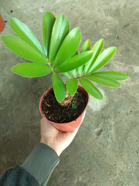 THIÊN TUẾ MÊXICO