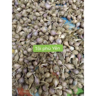 Tỏi cô đơn phù yên - sơn la 0,5kg