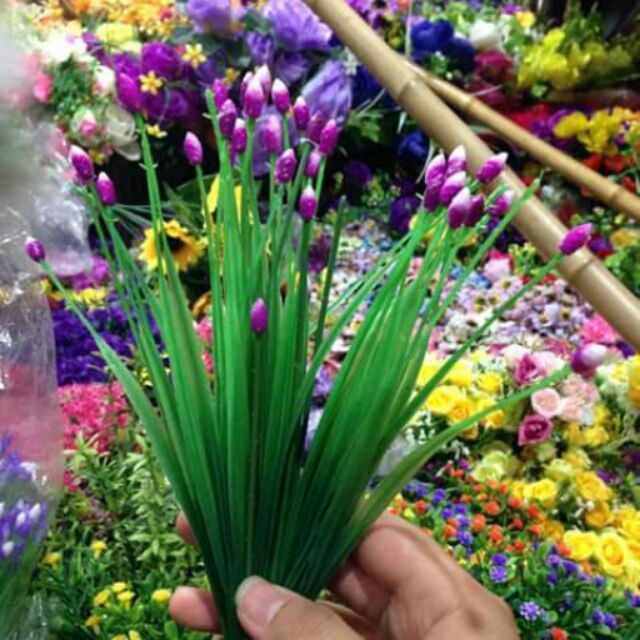 Cỏ nụ hoa