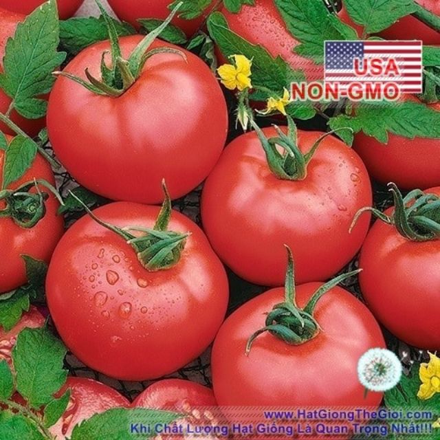 Gói 20 Hạt Giống Cà Chua Đại Ngon Thứ 2 Thế Giới ĐẾN MÙA TRỒNG TẾT