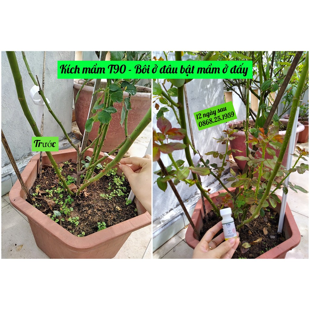 {CHÍNH HÃNG} Kích mầm T90, dùng được cho cây mai vàng, phong lan, hoa hồng, cây bonsai, cam kết hiệu quả 100%