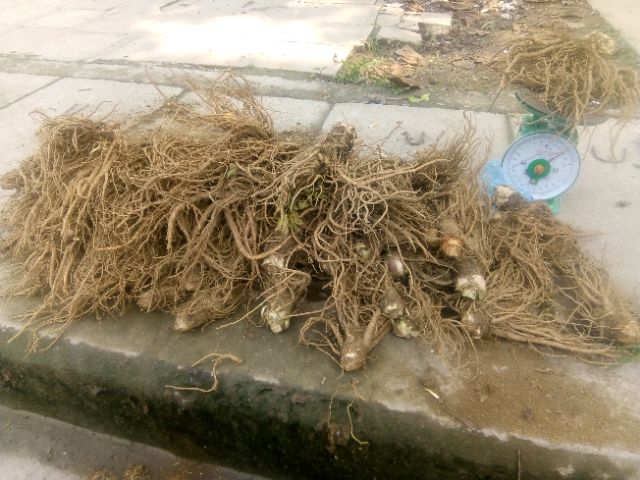 Sâm đương quy tươi 1kg