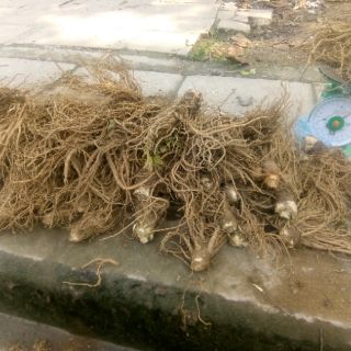 Sâm đương quy tươi 1kg