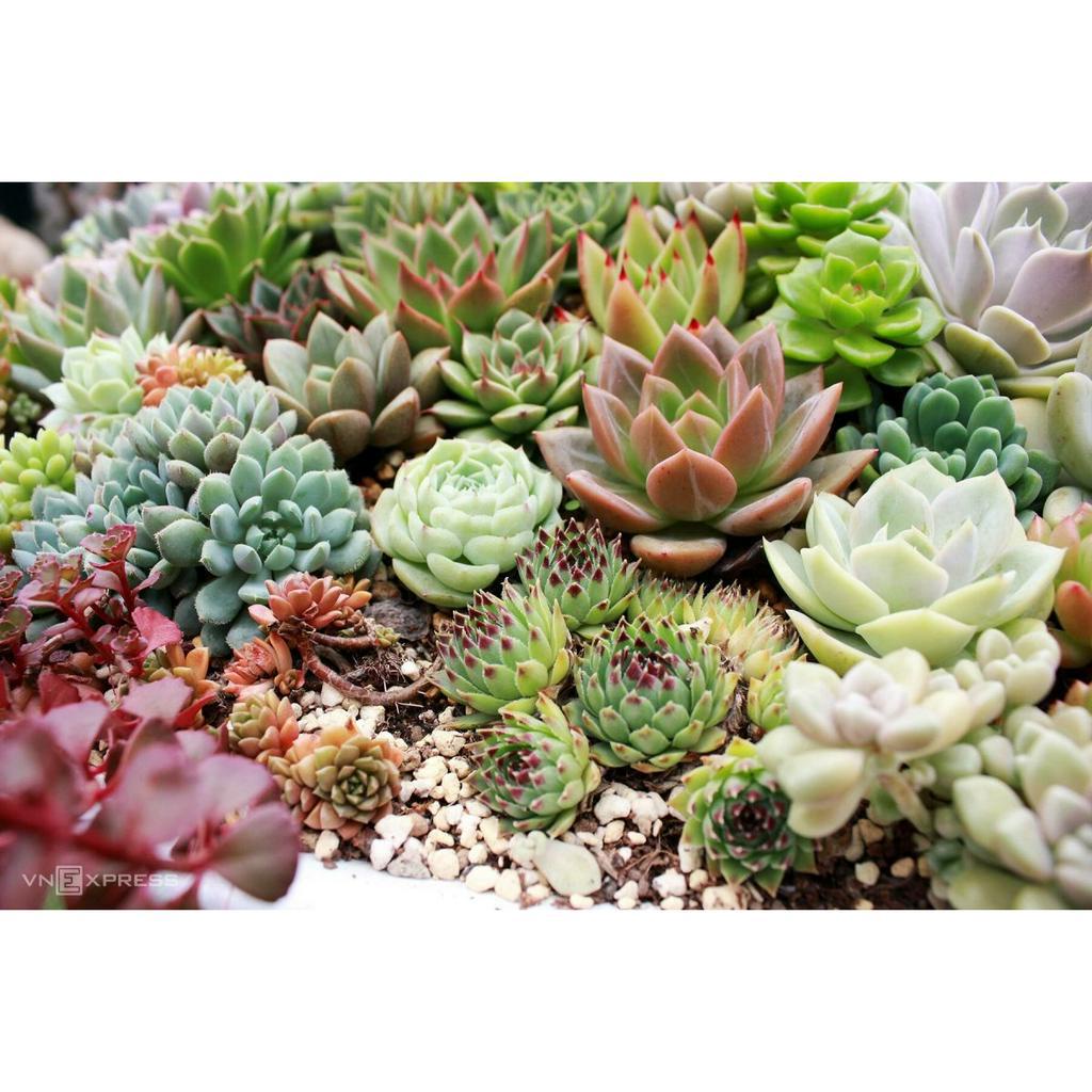 Sen đá RUBY Cánh Ngắn Full Size đã thuần khí hậu, sen đá vỉ size mini để bàn, Siêu khỏe, trang trí decor phòng