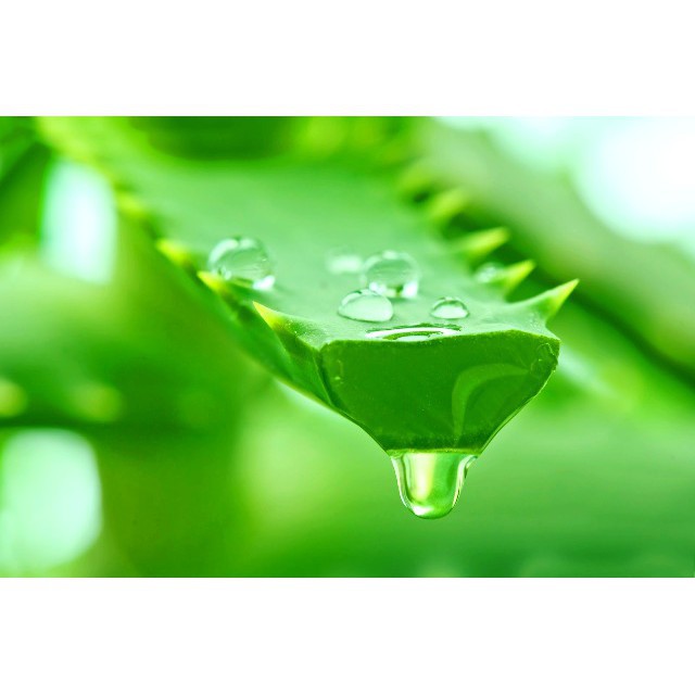 Son dưỡng môi 💕FREESHIP💕  Son dưỡng môi không màu chiết xuất lô hội aloe vera 99% vỏ xanh