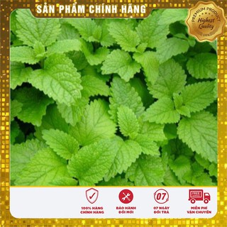Hạt Giống Rau Húng Lá Chanh