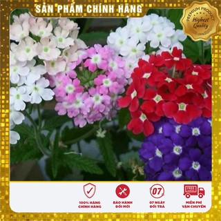 Hạt giống hoa vân anh nhiều màu ( gói 50 hạt)
