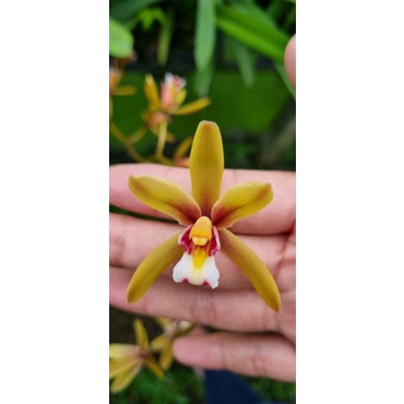 Kiếm Tiên Vũ/ Lô Hội F10