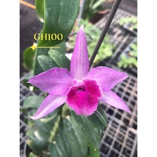 hoa lan giả hạc DL100