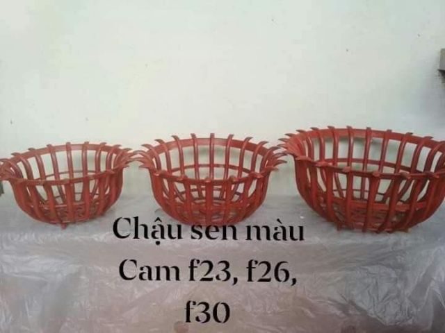 5 chậu giả gỗ sen f22 màu cam