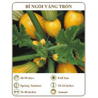 Hạt giống Bí ngồi vàng tròn - THE XANH
