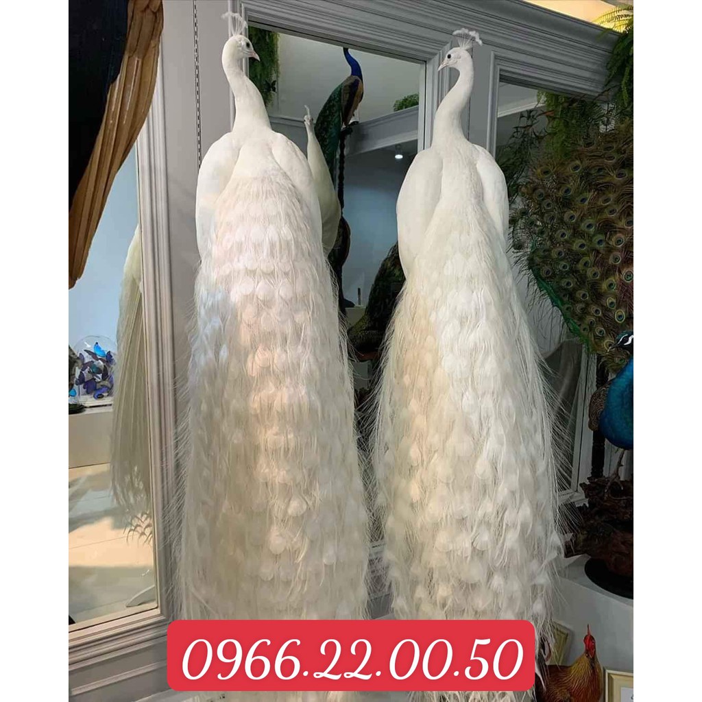 lông công trắng đẹp giá rẻ dài 70_80 cm | BigBuy360 - bigbuy360.vn
