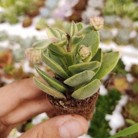 SEN ĐÁ CÁNH BƯỚM VAR MINI
