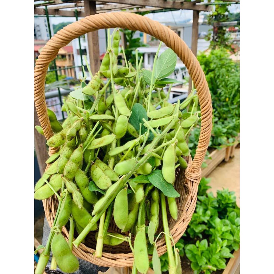 RD Đậu Nành rau Nhật Bản (10g)