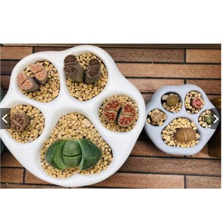 SEN MÔNG - SEN LITHOP RANDOM MÀU - ĐÀ LẠT (giao ngẫu nhiên)