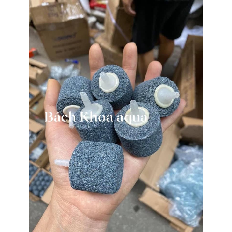 Qủa sủi trụ xám