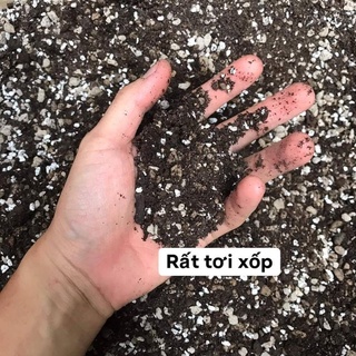 Đất trồng sen đá - xương rồng 1kg - cao cấp dinh dưỡng hoàn hảo