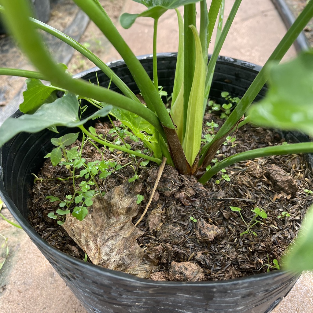 Cây trầu bà thanh xuân  chiều cao 40cm tán lá xum xuê hình răng cưa nhiều chồi non