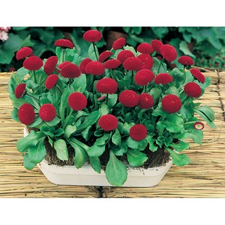 Hạt giống hoa Cúc Bellis