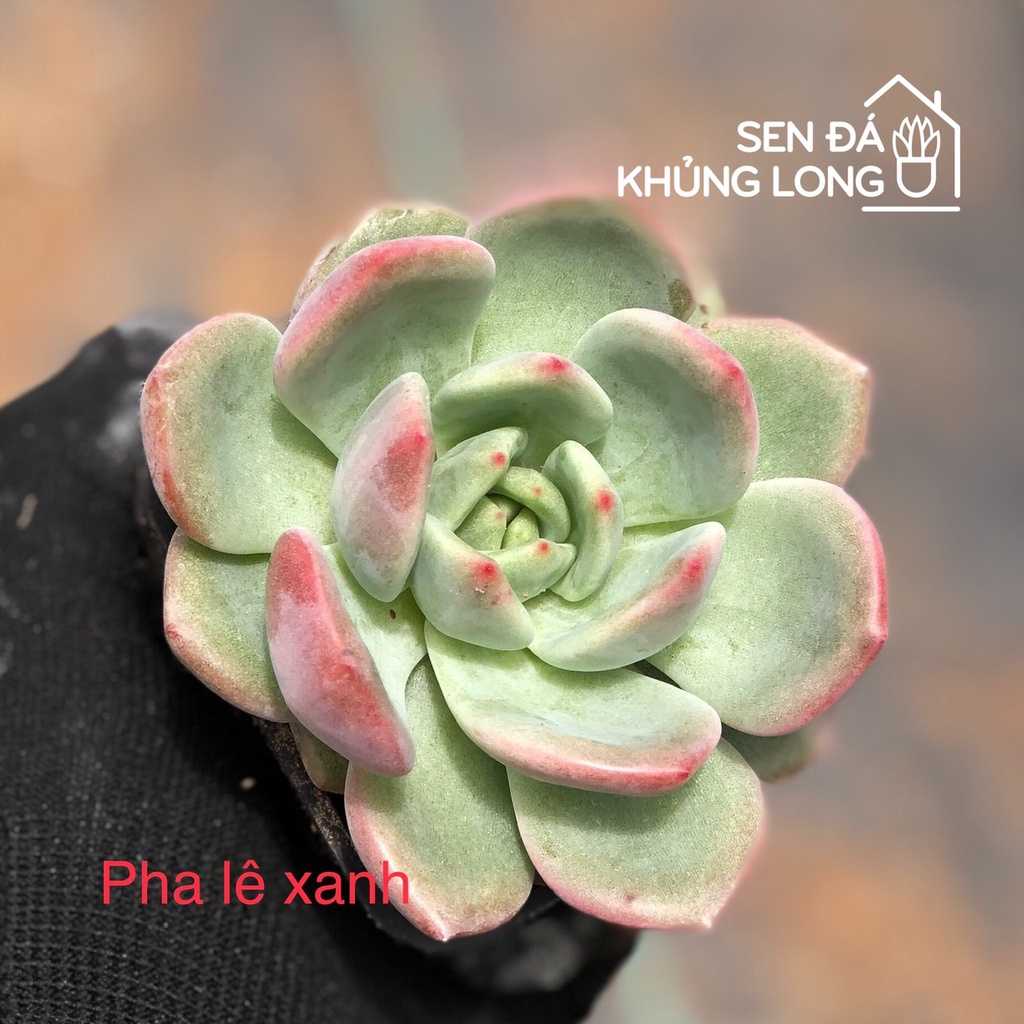 sen đá pha lê xanh - echeveria green champagne
