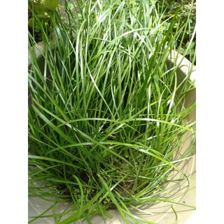 Củ hoa tóc tiên 10k/10 củ