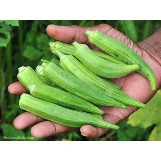 Hạt Giống Đậu Bắp Xanh