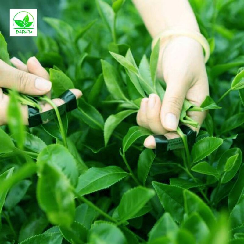 Trà Thái Nguyên MÓC CÂU ĐẶC BIỆT, Sao tay thủ công truyền thống (VietGAP) | BigBuy360 - bigbuy360.vn