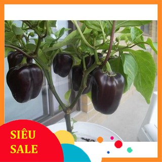 10 Hạt giống Ớt chuông mix (tặng gói Kích nẩy mầm và Hướng dẫn)