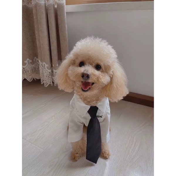 ÁO SƠ MI TRẮNG CÁ SẤU cho thú cưng