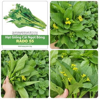 Hạt giống Cải ngọt bông / Cải ngồng gói 20gr