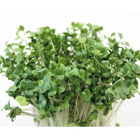 Hạt Giống Mầm Bông Cải Xanh 10gr