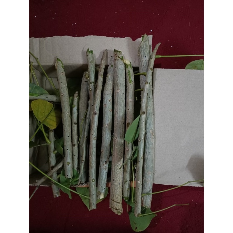 1kg Cành lá vông làm giống, lấy vỏ làm bánh, đảm bảo chất lượng