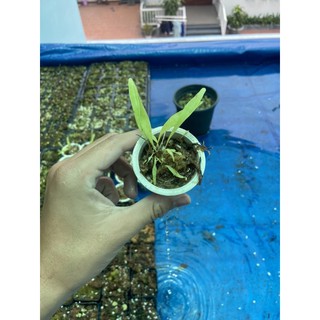 utricularia longifolia