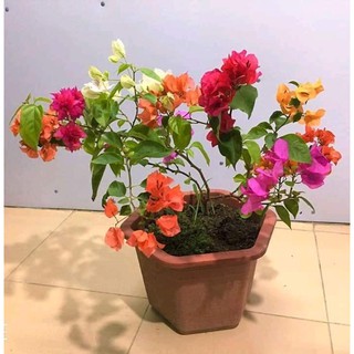 Hoa giấy ngũ sắc phôi ghép cành