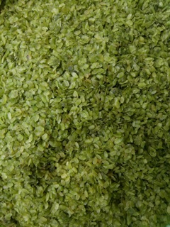 Cốm Tú Lệ - đặc sản Tây bắc