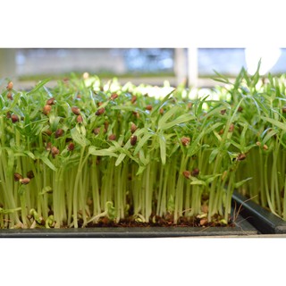 Hạt Giống Mầm Rau Muống (50gram/gói )