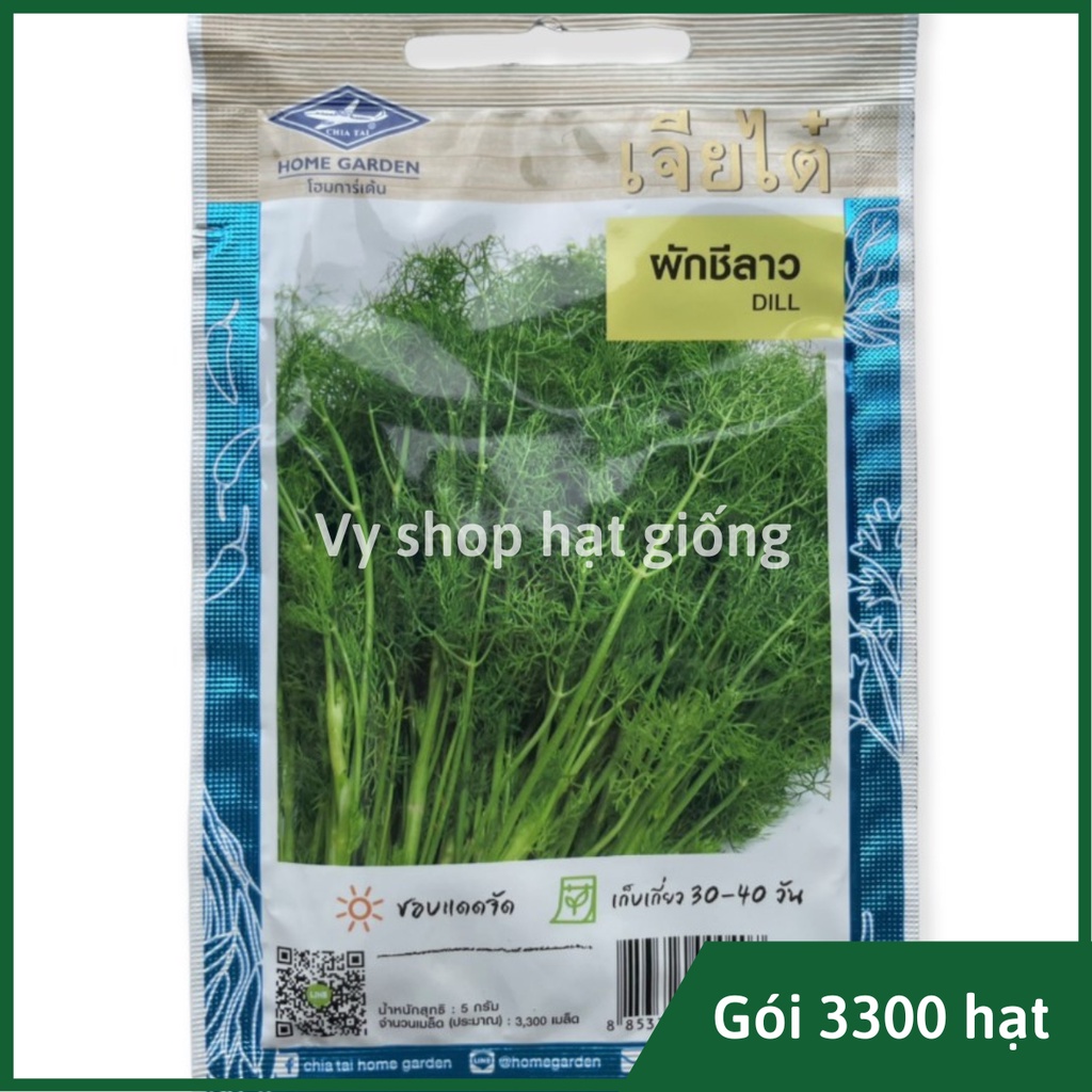 Hạt giống thì là bốn mùa Thái Lan gói 3300 hạt