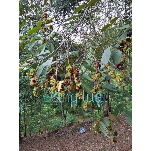 1kg hạt dẻ rừng ( loại to, vừa)