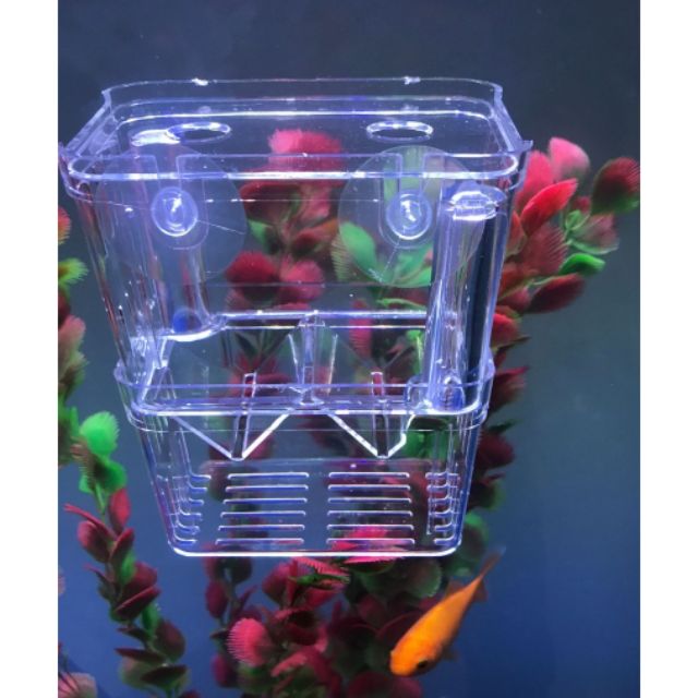 Lồng đẻ guppy ( size trung)