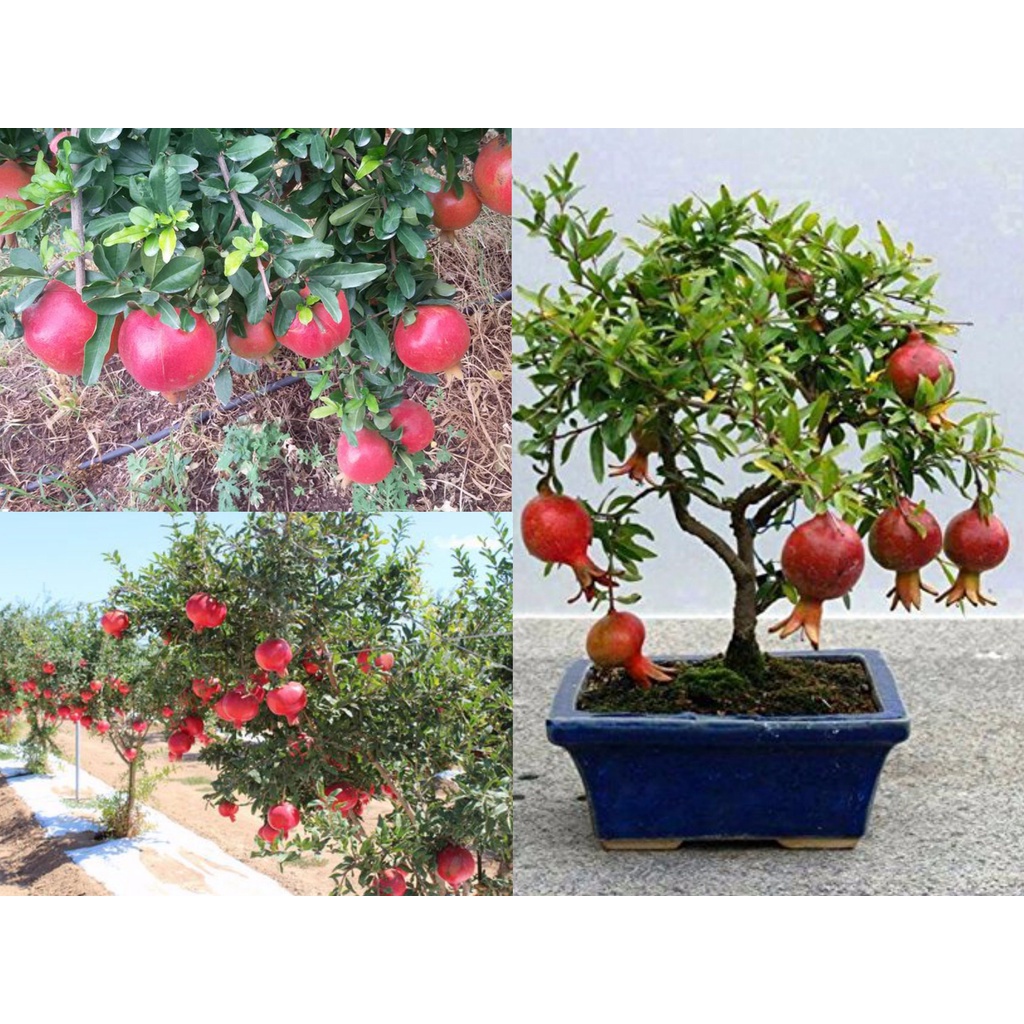 Cây giống Lựu Đỏ Lùn Ấn Độ hang mới về giá rẻ tại vườn
