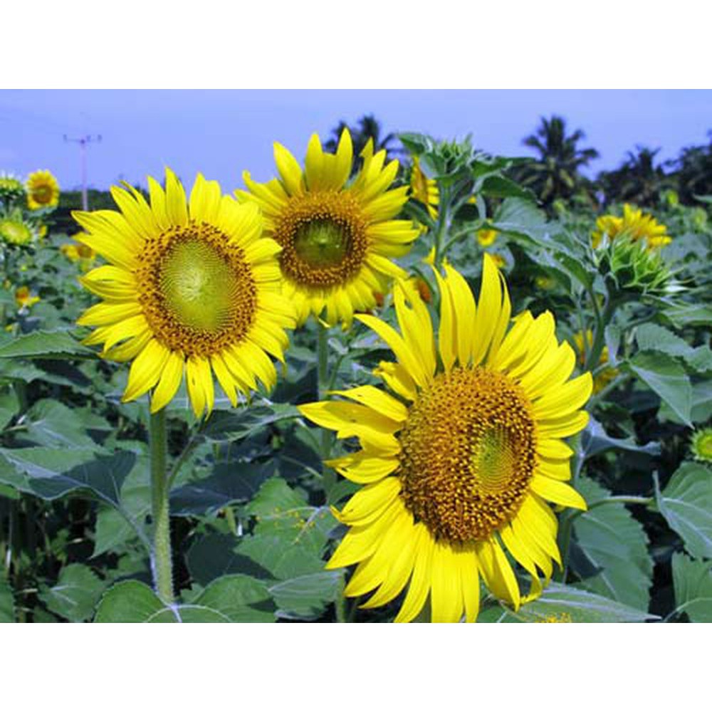 HẠT GIỐNG HOA HƯỚNG DƯƠNG 30 HẠT