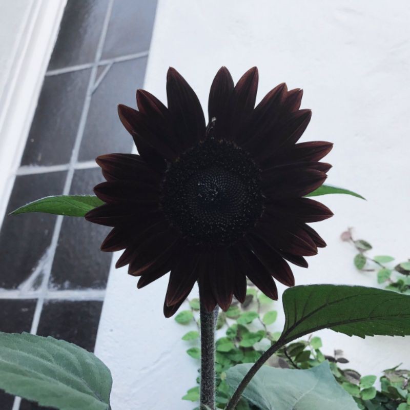 Hạt giống Hoa hướng dương Đen F1 (black sunflower) - 50 hạt