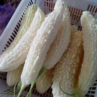 Hạt giống mướp đắng trắng